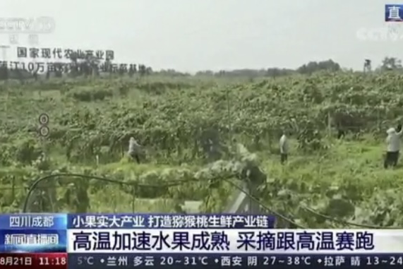 央視新聞中的天然蕓苔素、生物農(nóng)藥助力綠色農(nóng)業(yè)、品牌農(nóng)產(chǎn)品更有價值
