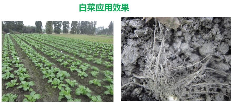 氨基寡糖素 - 植物的免疫衛(wèi)士，根結(jié)線蟲的克星