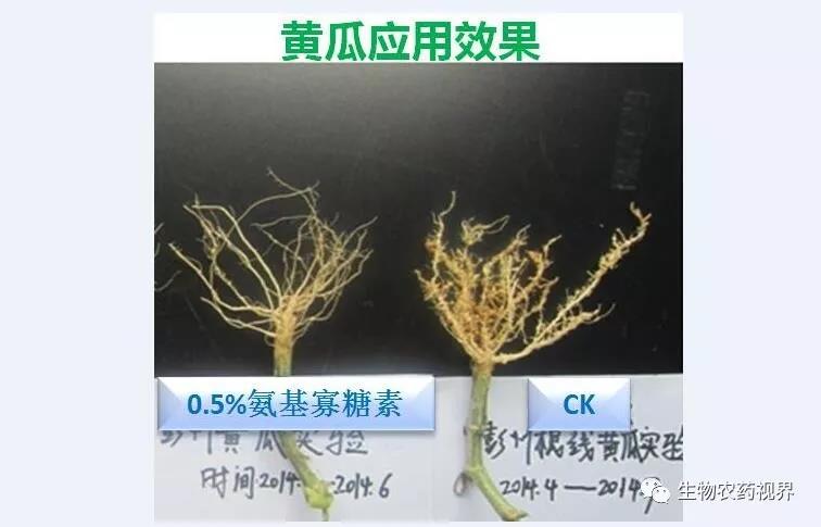 氨基寡糖素 - 植物的免疫衛(wèi)士，根結(jié)線蟲的克星
