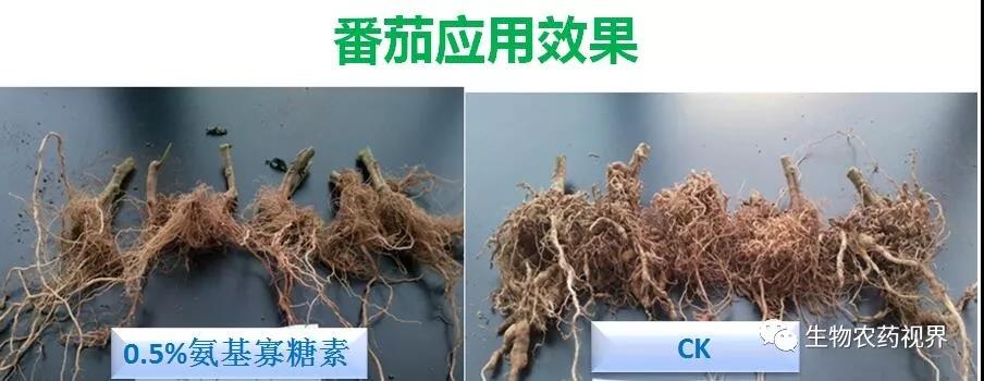 氨基寡糖素 - 植物的免疫衛(wèi)士，根結(jié)線蟲的克星