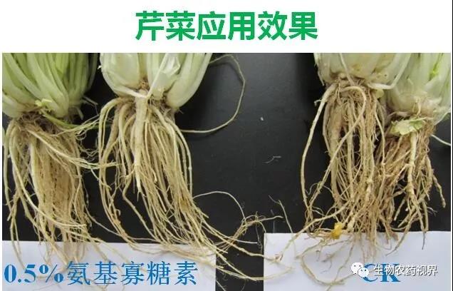 氨基寡糖素 - 植物的免疫衛(wèi)士，根結(jié)線蟲的克星
