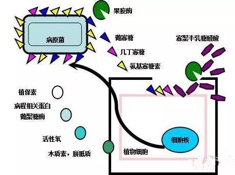 氨基寡糖素 - 植物的免疫衛(wèi)士，根結(jié)線蟲的克星