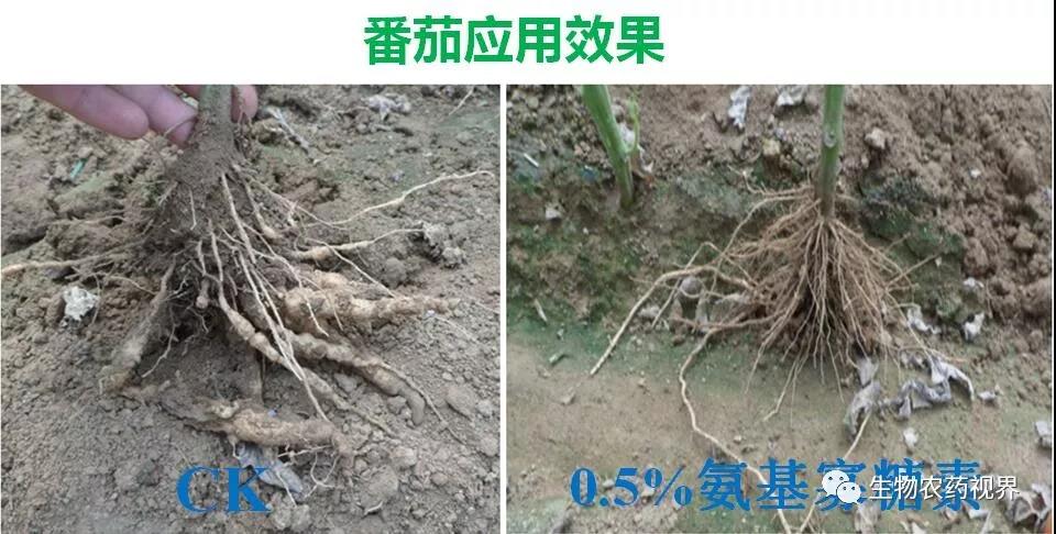 氨基寡糖素 - 植物的免疫衛(wèi)士，根結(jié)線蟲的克星
