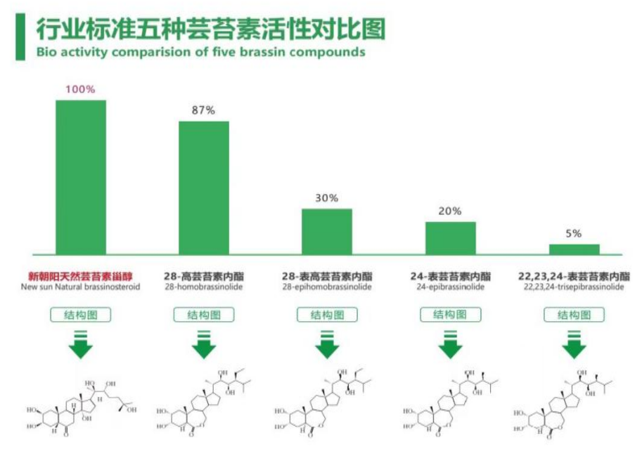 小麥拌種選新朝陽天然蕓苔素，讓小麥高產贏在起跑線上?。ㄐ←溤谑裁磿r候用蕓苔素效果最佳）