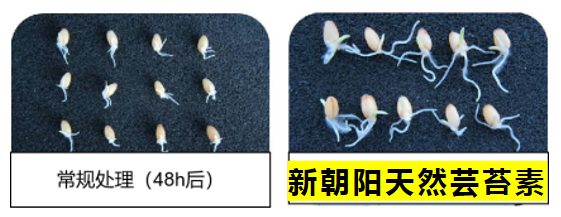 小麥拌種選新朝陽天然蕓苔素，讓小麥高產贏在起跑線上?。ㄐ←溤谑裁磿r候用蕓苔素效果最佳）