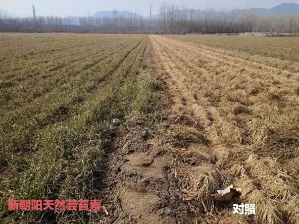 小麥拌種選新朝陽天然蕓苔素，讓小麥高產贏在起跑線上?。ㄐ←溤谑裁磿r候用蕓苔素效果最佳）
