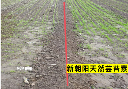 小麥拌種選新朝陽天然蕓苔素，讓小麥高產贏在起跑線上！（小麥在什么時候用蕓苔素效果最佳）